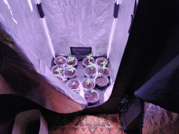 В Советском задержан наркоаграрий, выращивавший для продажи марихуану В Советском задержан наркоаграрий, выращивавший для продажи марихуану