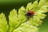 ��������������� ������������ ������������������ �������� �� ���������, ������������ � ������� ������ 