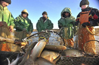 Андрей Осадчук: «Стоит задача перезапустить работу рыбодобывающего и рыбоперерабатывающего комплекса Югры»