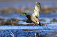 � ���� ������� ����������� �������� �����